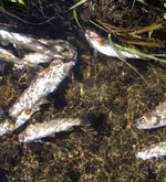 Wegen der Trockenheit: Kanton Luzern muss Fische retten