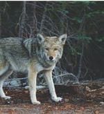 Möglicherweise weitere Wolfsichtung in Ruswil