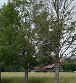 Im Kanton Zug heisst es «Baum fällt»