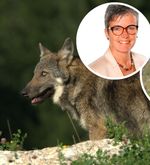 Von Psychoterror bis Polemik: Der Wolf ist in Luzern