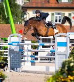 Reiter und Pferde springen in Zug um die Wette