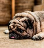 Kurzköpfige Hunde – Jöö-Effekt zu einem hohen Preis
