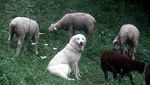 Herdenschutzhunde: Beissen erlaubt