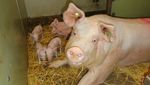 Luzerner Züchter werden Schweinefleisch nicht los