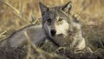 Wolf reisst Tiere in Ruswil