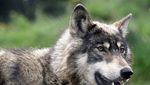 Mögliche erneute Wolfssichtung im Kanton Zug