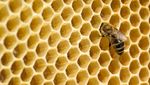 Sauerbrut wütet in Unterägeris Bienenstöcken
