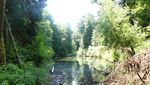 Darum fischt Kriens einen Weiher leer