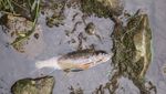 Fischsterben in Luzern auf Rekordtief