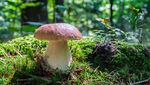 Luzerner Pilze: Gratwanderung zwischen Genuss und Gefahr