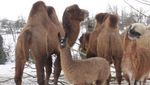 «Geld kann man sich sparen» – Toni’s Zoo in der Kritik