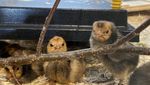 Wegen Vogelgrippe: Naturmuseum zeigt keine Bibeli