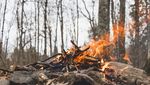 Kanton Luzern erlässt Feuerverbot im Wald und Waldesnähe