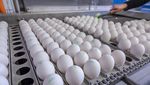 Luzerner Eier-Produzenten erhalten Millionen-Subventionen