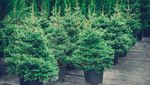 Auf der Suche nach dem nachhaltigen Weihnachtsbaum in Zug