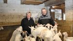 100 Ziegen mit 180 Gitzi machen viel Arbeit