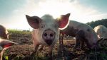 Luzernerin kämpft gegen Schweinegestank