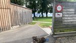 In diesen Badis in der Stadt Zug darf dein Hund mitbaden