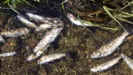 Wegen der Trockenheit: Kanton Luzern muss Fische retten