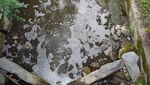 Ausgelaufene Gülle sorgt für Fischsterben in Buttisholz