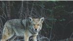 Wildhut warnt: In Malters geht ein Wolf um