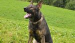 Polizeihund Rusty schnappt drei mutmassliche Diebe