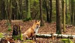 Staupe-Virus tötet Füchse im Bireggwald