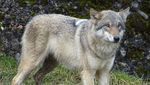 Streift in Hildisrieden ein Wolf umher?