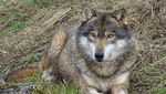 Das sagen Luzern und Zug zu mehr Wolfsabschüssen