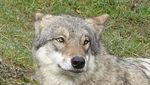 So viele Nutztiere hat der Wolf dieses Jahr gerissen