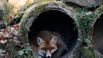 Luzern ist ein Zoo – was nicht allen passt