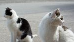 Katzenplage: Luzerner Gemeinden im Blindflug
