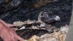 Drei kleine Bartgeier suchen das Glück in Obwalden