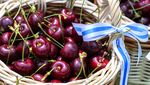 Kirschen: Zuger Obstbauern leiden unter den Regenfällen