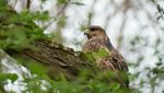 Mäusebussard attackiert Läufer im Wald
