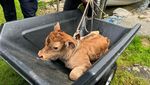 Kalb verursacht Einsatz der Zuger Seerettung