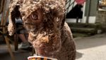 Wo in Luzern sogar die Hunde kulinarisch verwöhnt werden