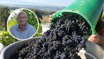 Das bedeuten die Wetterkapriolen für den Luzerner Wein