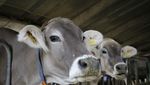 Chemikalien im Stall? Luzerner Bauern kümmert das kaum