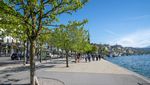 Entsiegelung: Gefahr für Luzerns Rosskastanien?