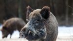 Meggen in heller Aufregung: Die Wildschweine kommen
