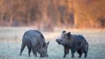 Wildschweine gesichtet: Was steckt hinter der Rückkehr?