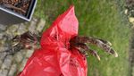 Toter Pfau: Zugerin macht makabren Fund im Garten