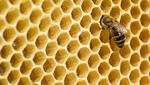 Warum die Zuger Bienen besonders ums Überleben kämpfen