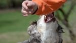 Hund beisst spielendes Kind aus Emmen spitalreif