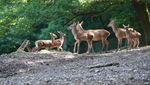 Jungtiere verzaubern Besucher im Luzerner Hirschpark