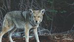 SMS-Dienst warnt vor Wolf in Littau