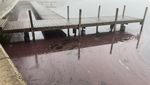 Polizei warnt vor blutrotem Zugersee