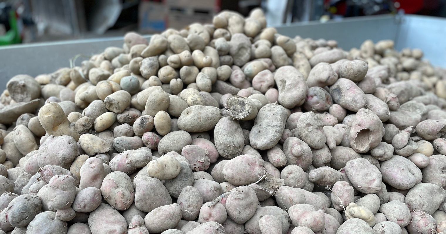 Zuger Bauer: «Unsere Kartoffelernte war eine Katastrophe»
