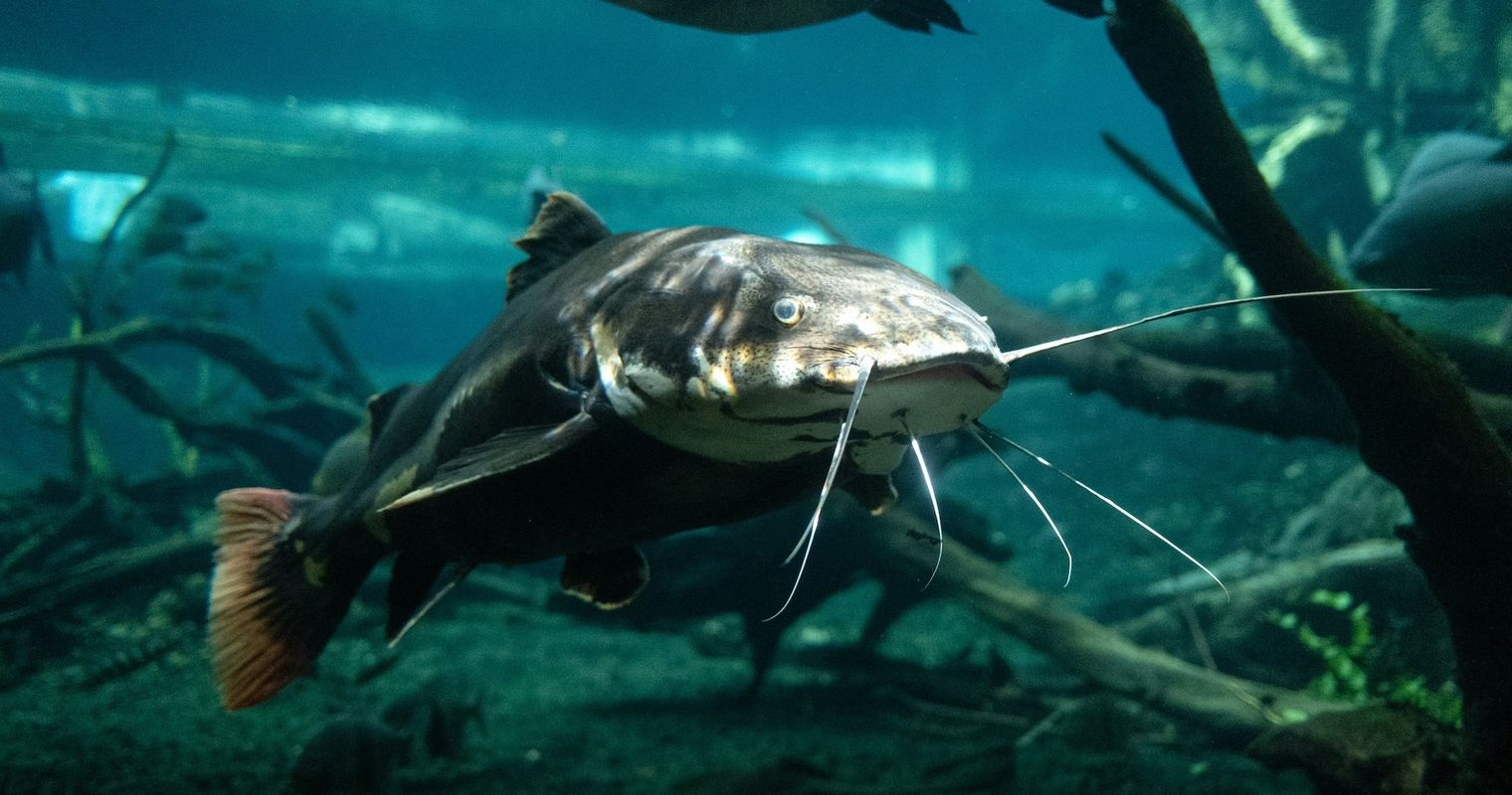 Riesenfisch im Zugersee: Sichtung heizt Gerüchte an